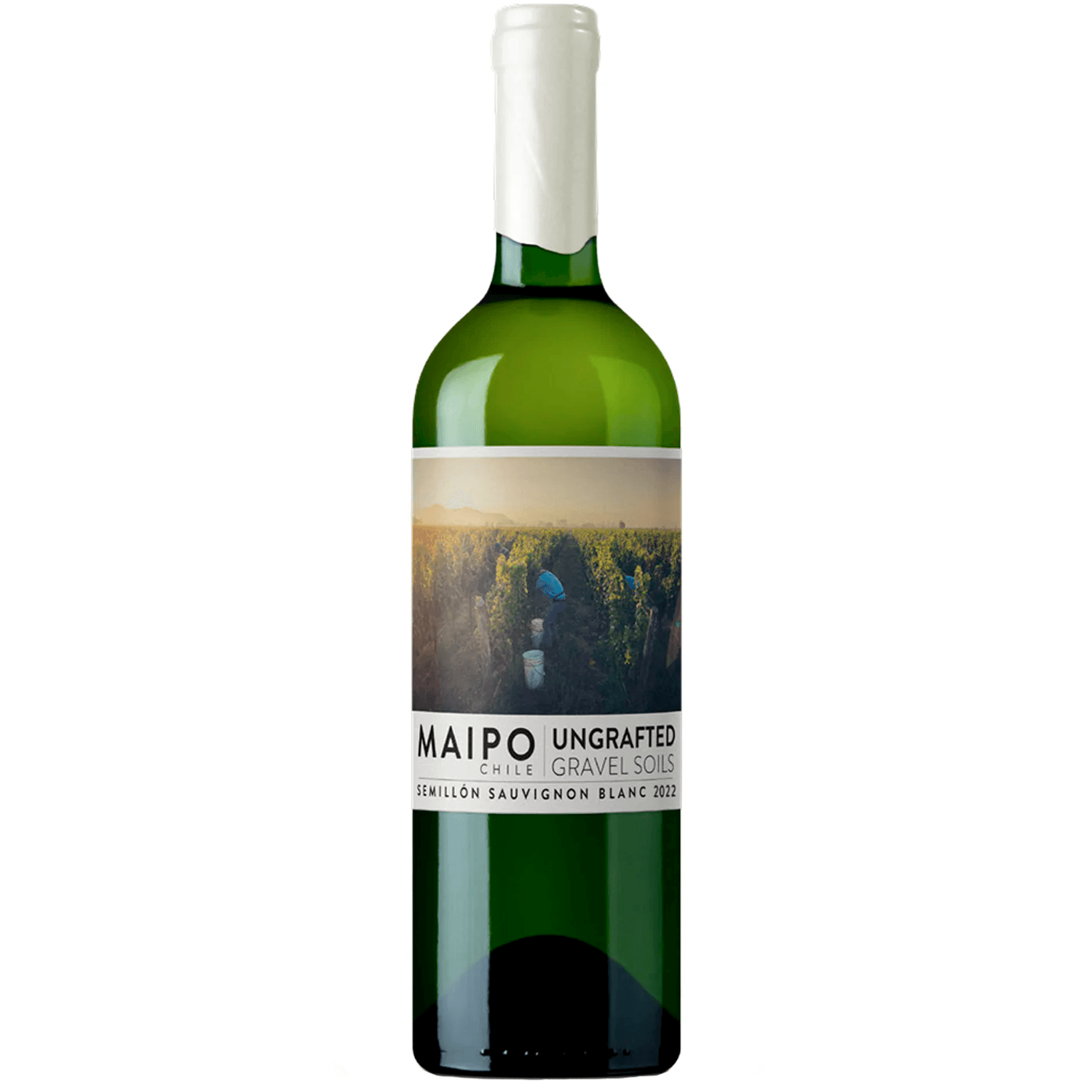 Vinho de Martino Branco Seco Chile Ungrafted Sauvignon Blanc, Sémillon 750ml