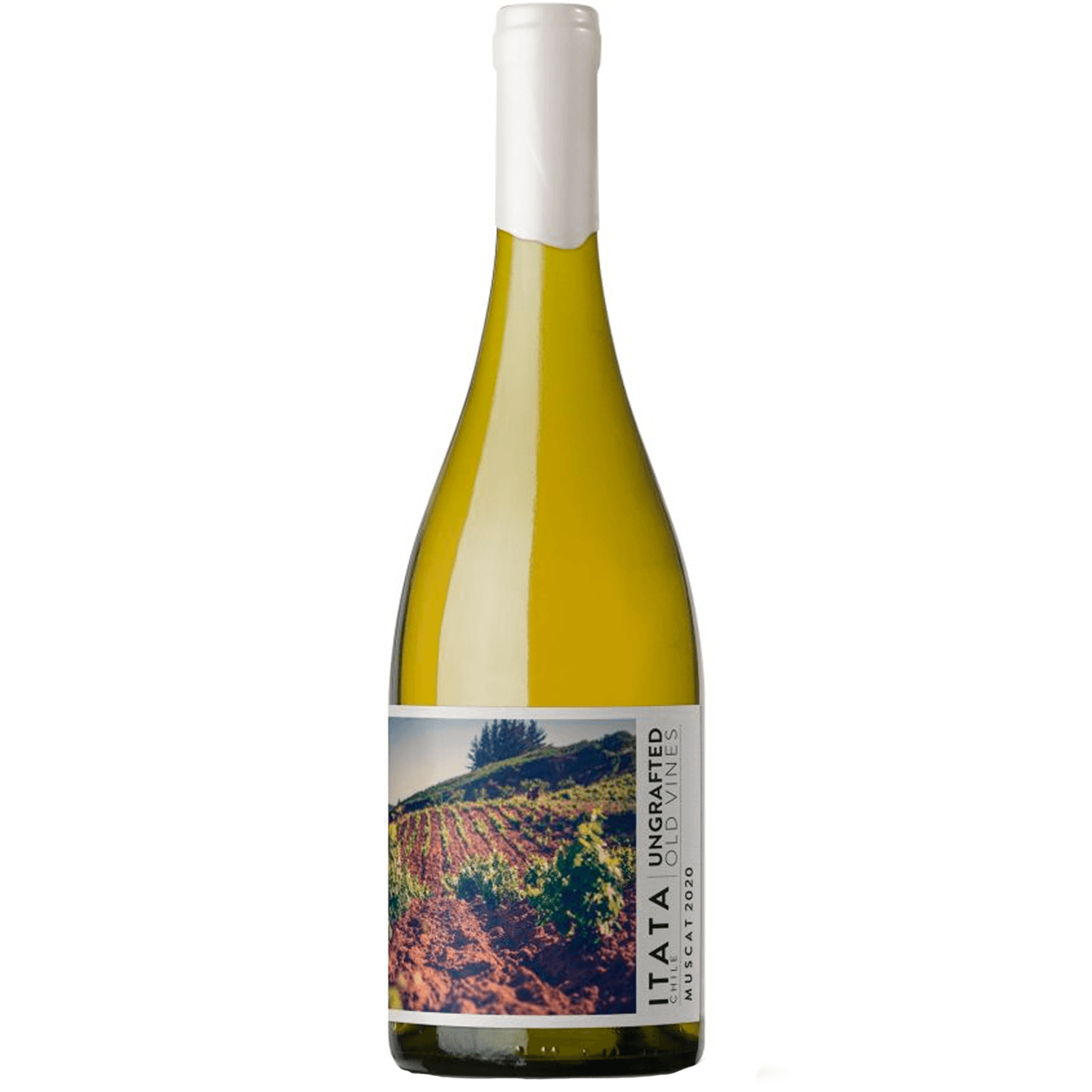 Vinho de Martino Branco Suave Chile Ungrafted Moscato 750ml